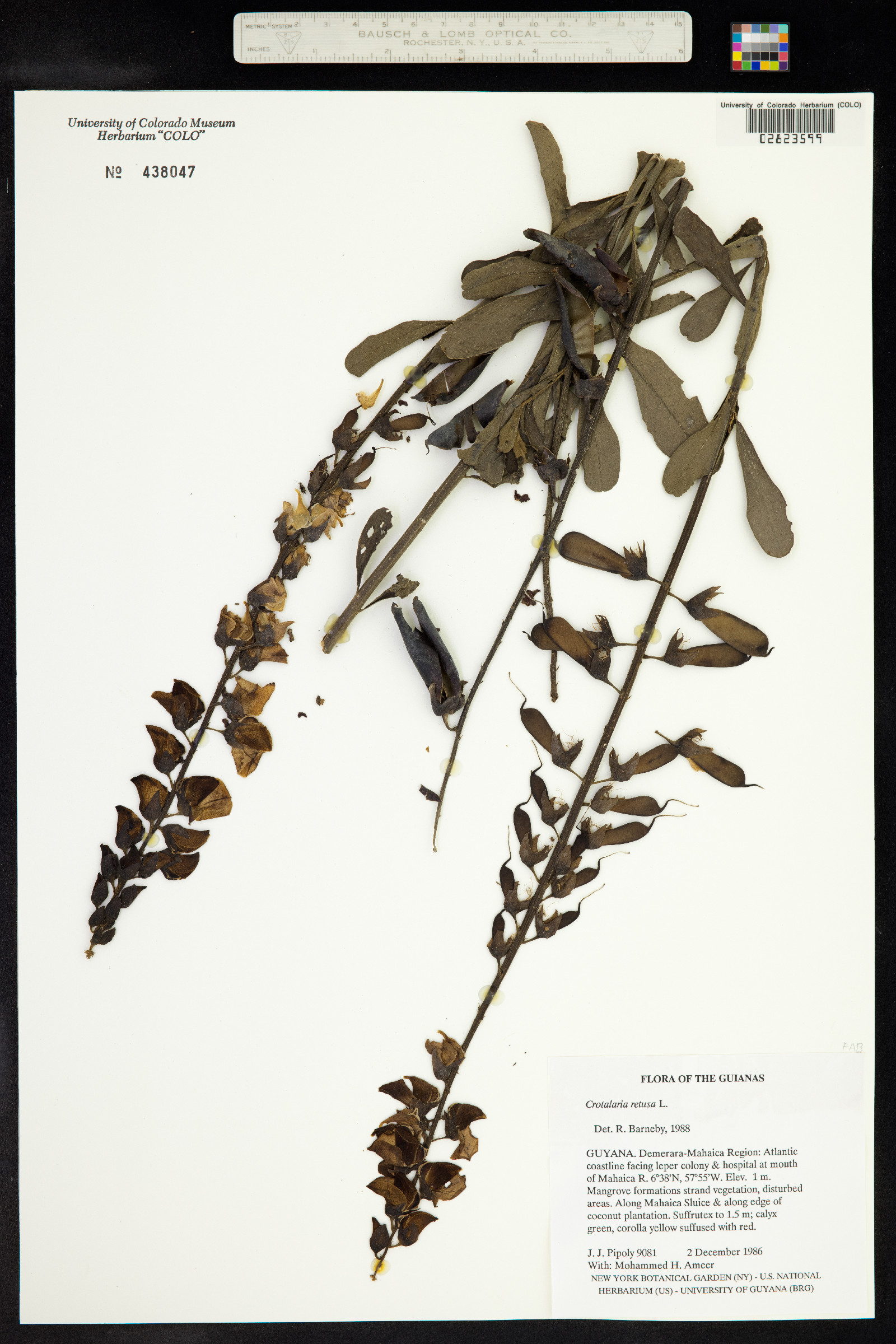 Crotalaria retusa image