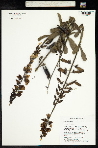 Crotalaria retusa image