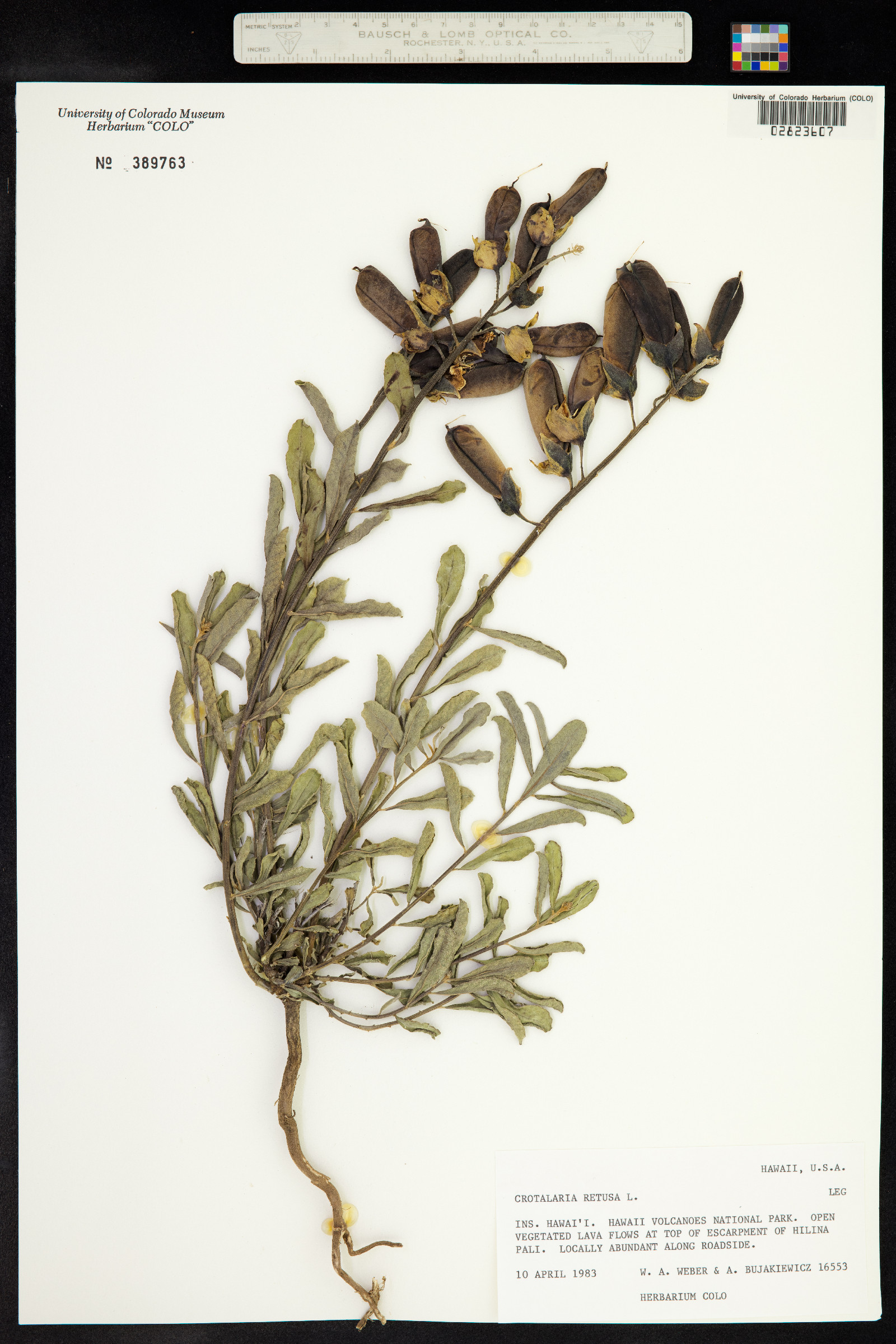 Crotalaria retusa image