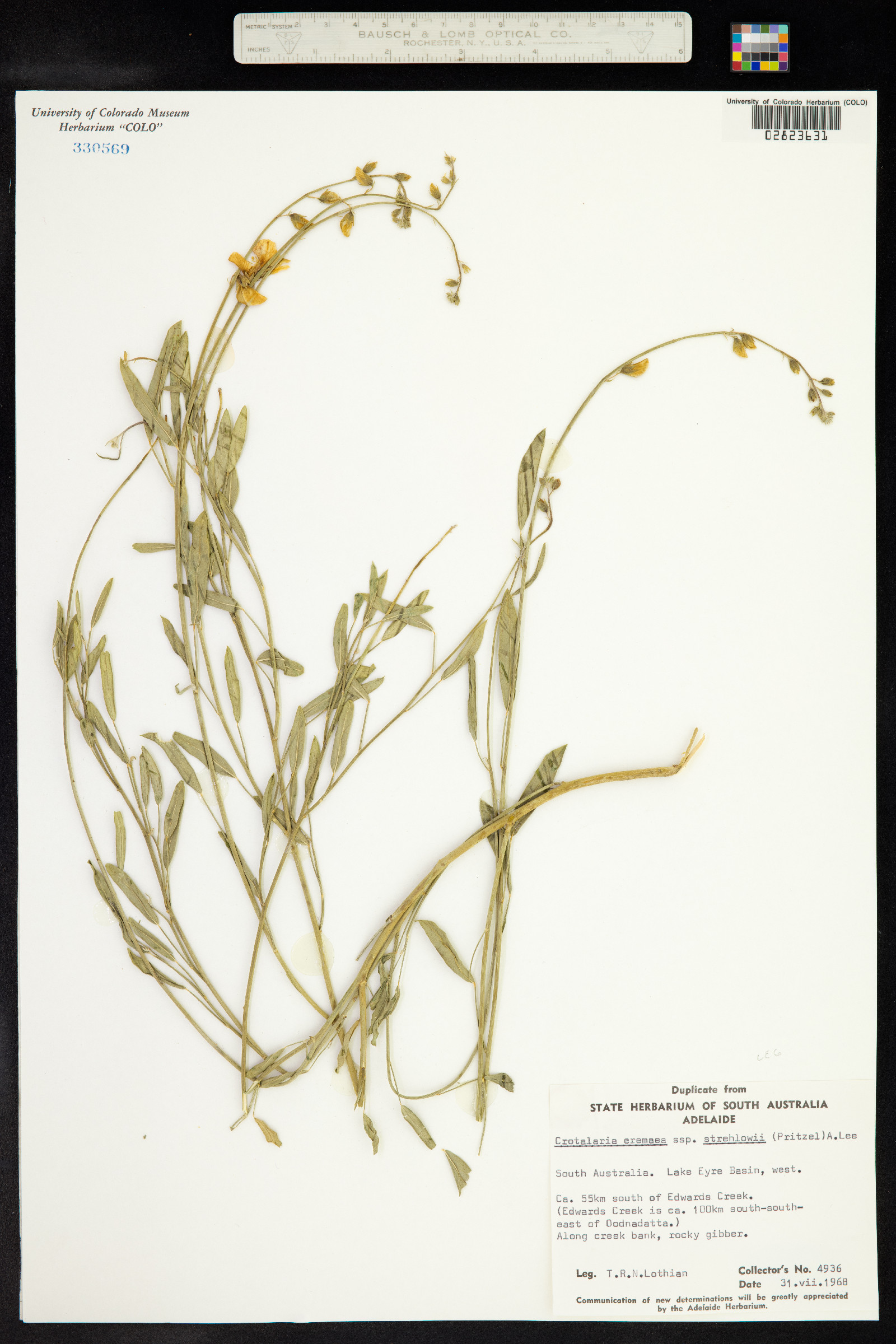 Crotalaria eremaea image