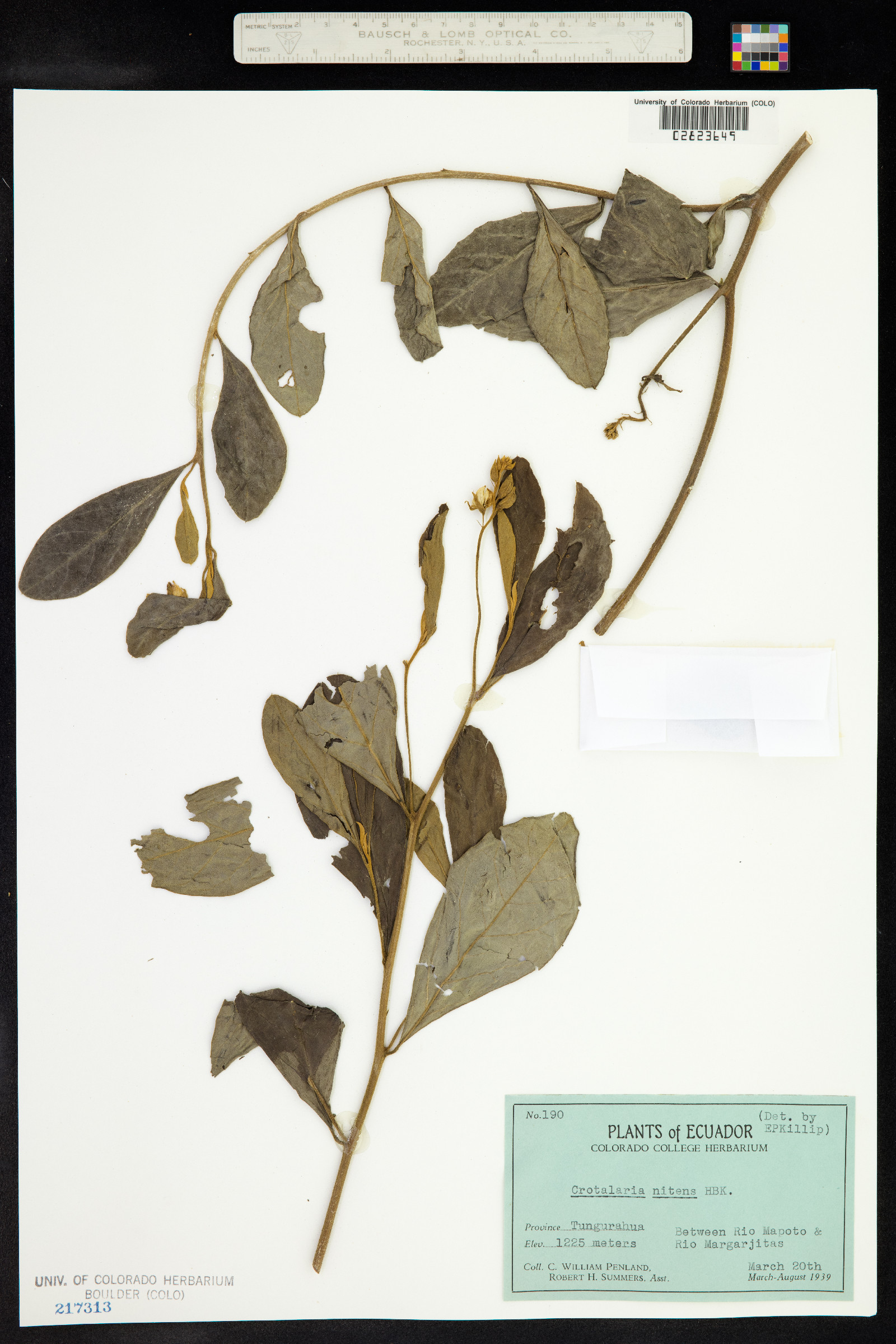 Crotalaria nitens image