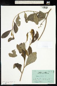 Crotalaria nitens image