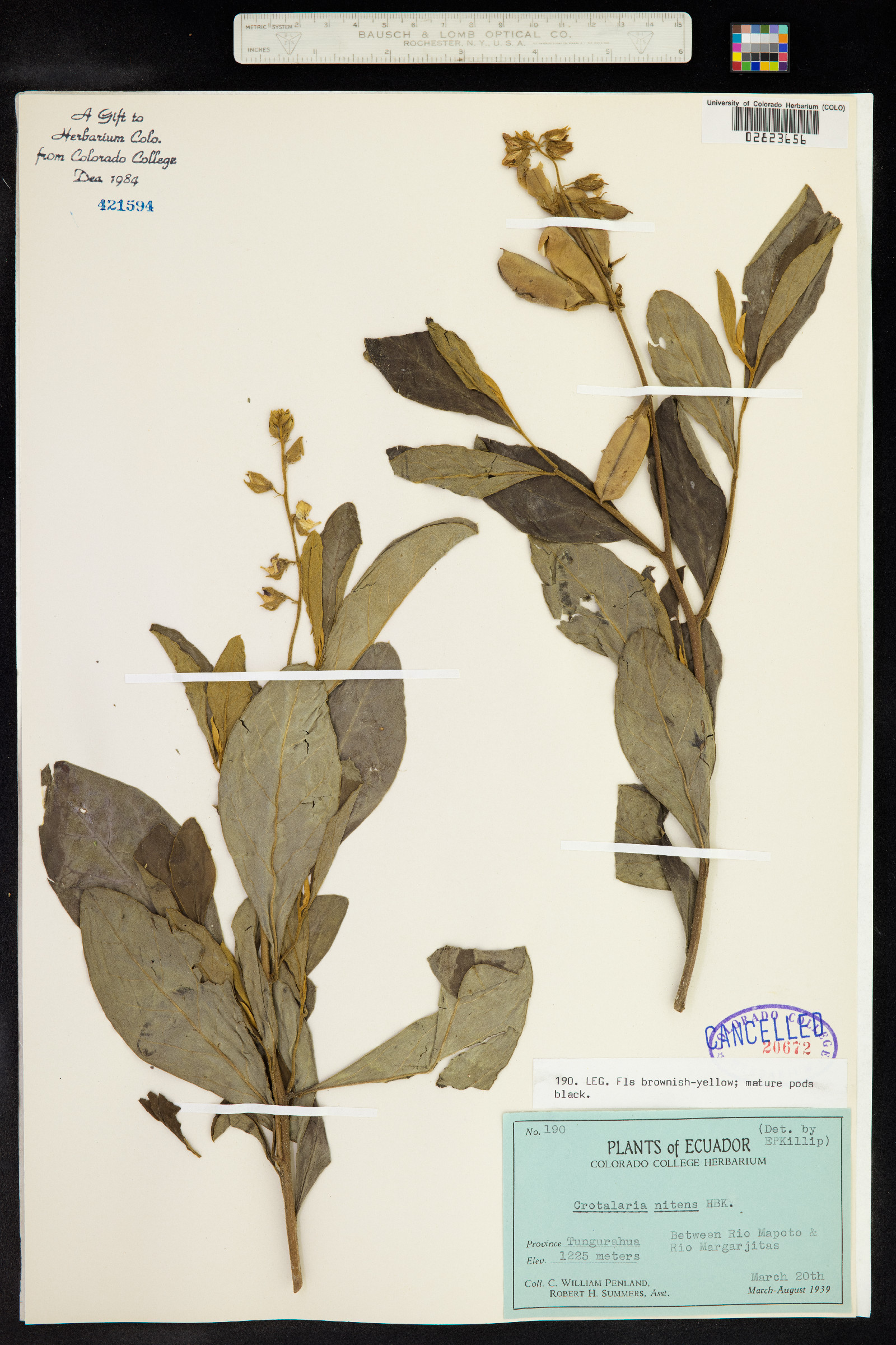 Crotalaria nitens image