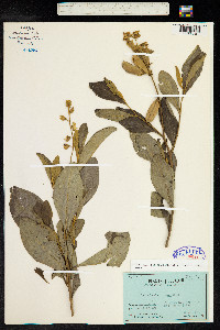 Crotalaria nitens image