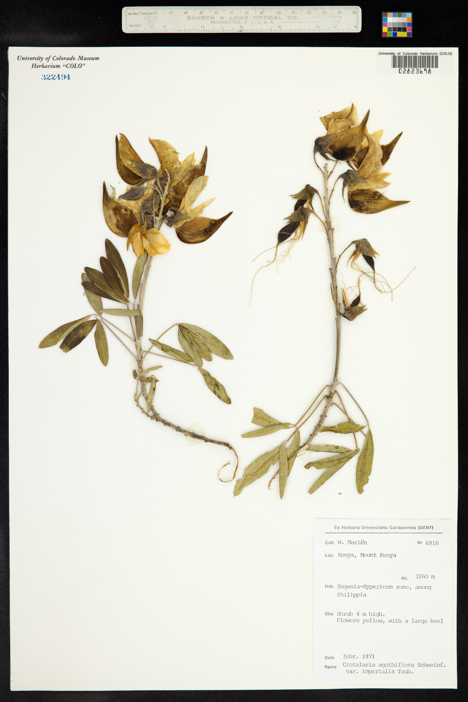 Crotalaria agatiflora image