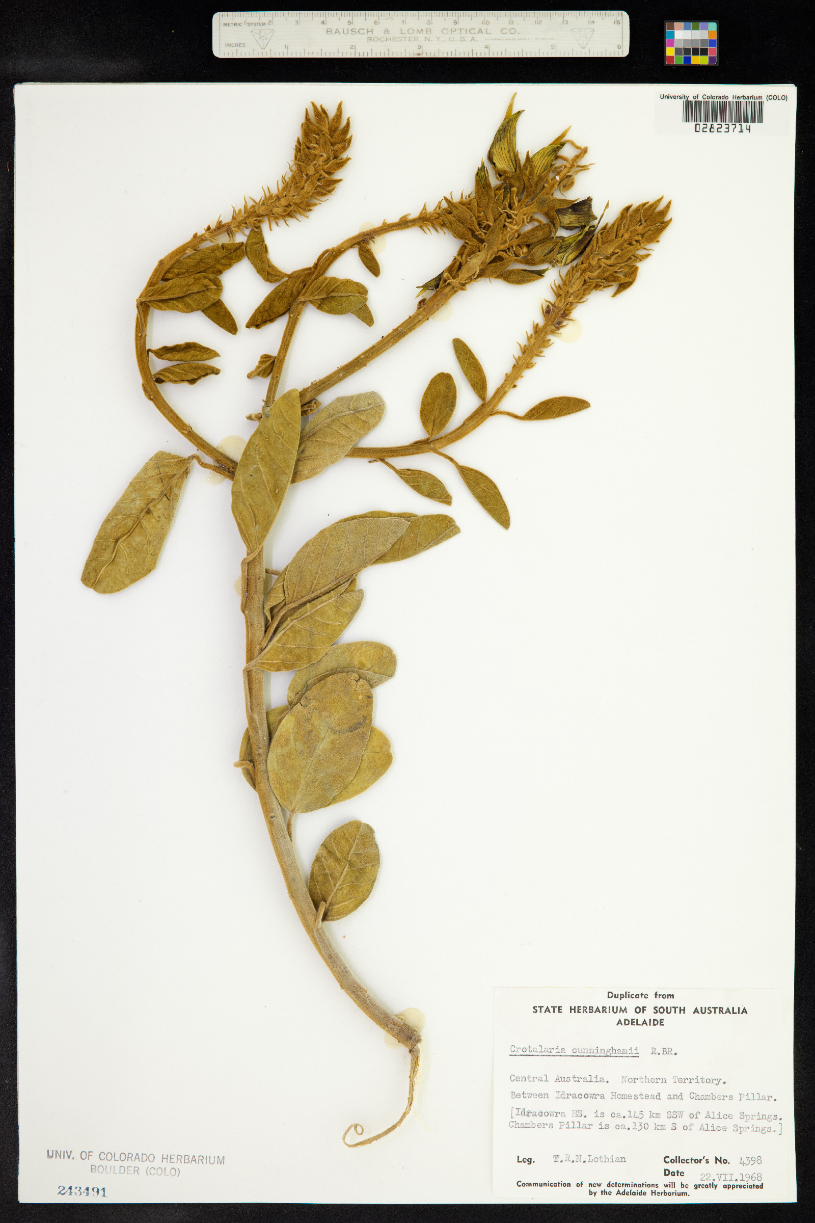 Crotalaria cunninghamii image