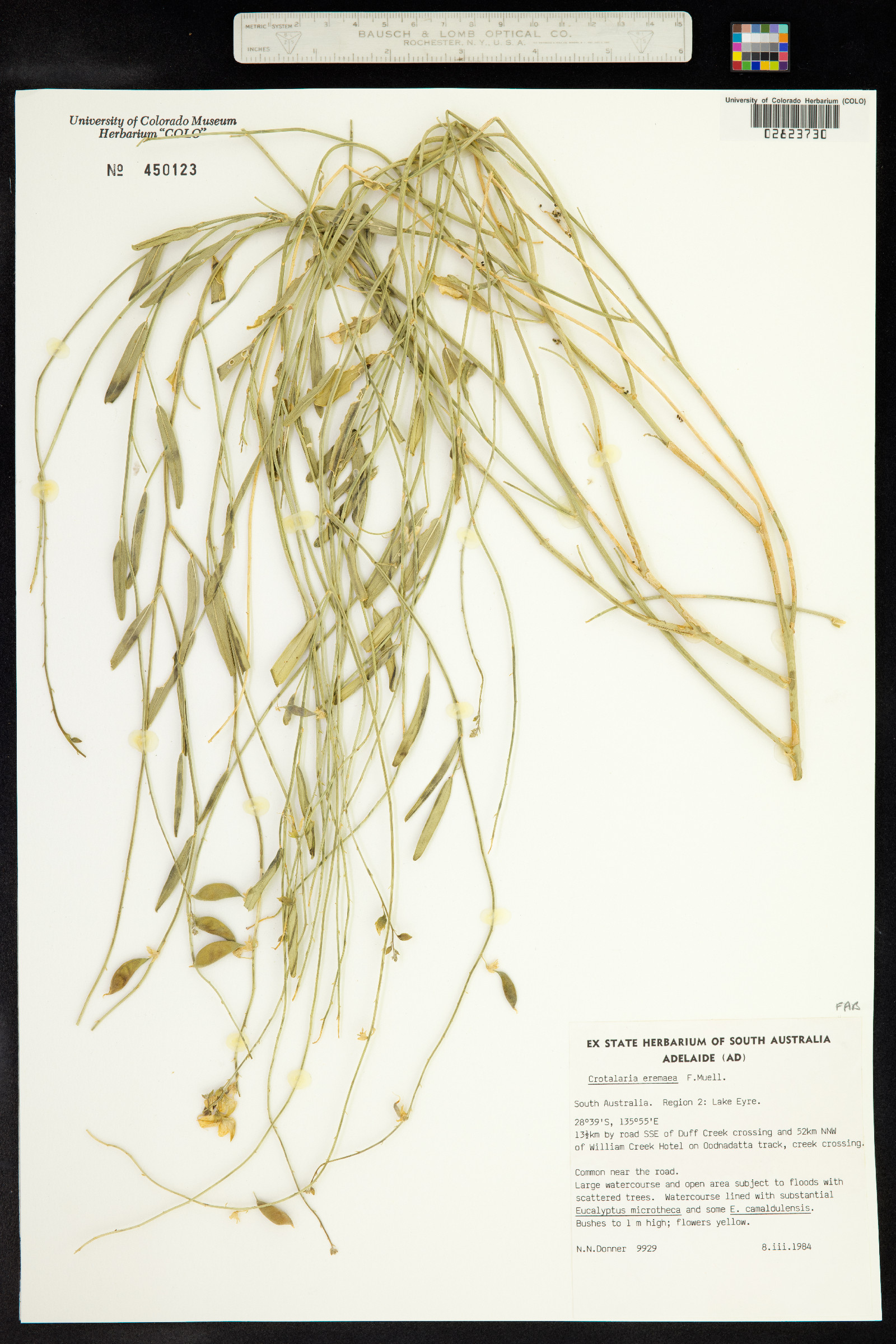 Crotalaria eremaea image