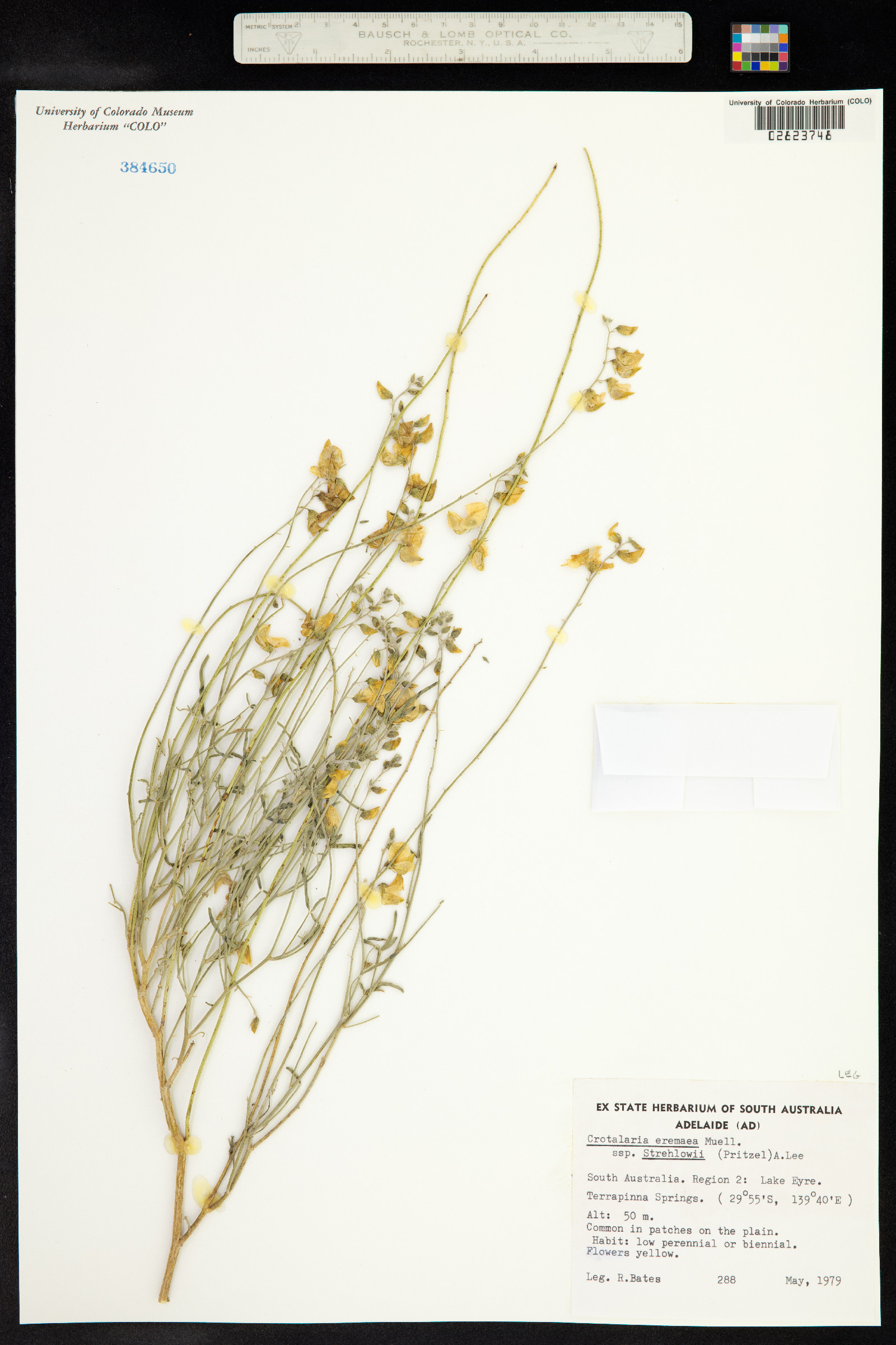 Crotalaria eremaea image