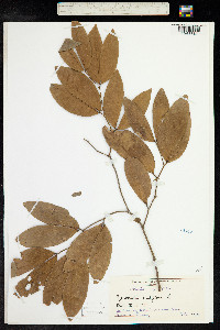 Cynometra cauliflora image