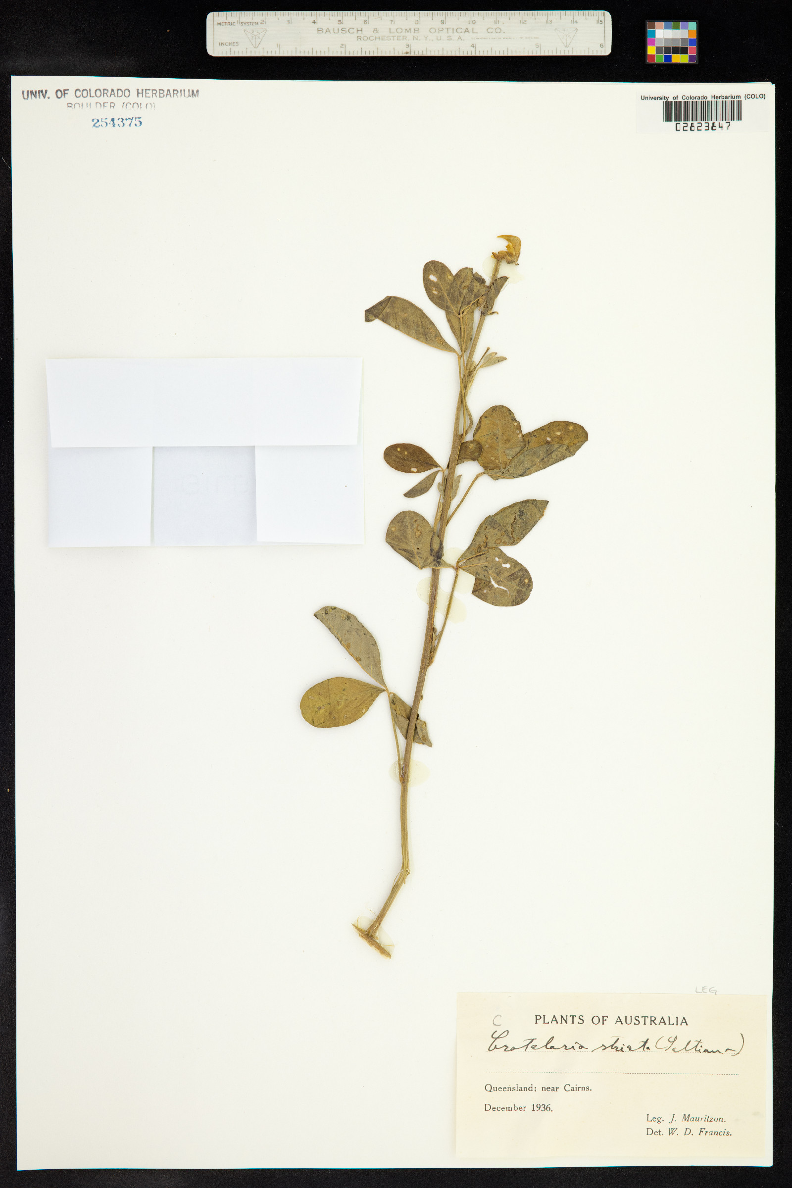 Crotalaria saltiana image