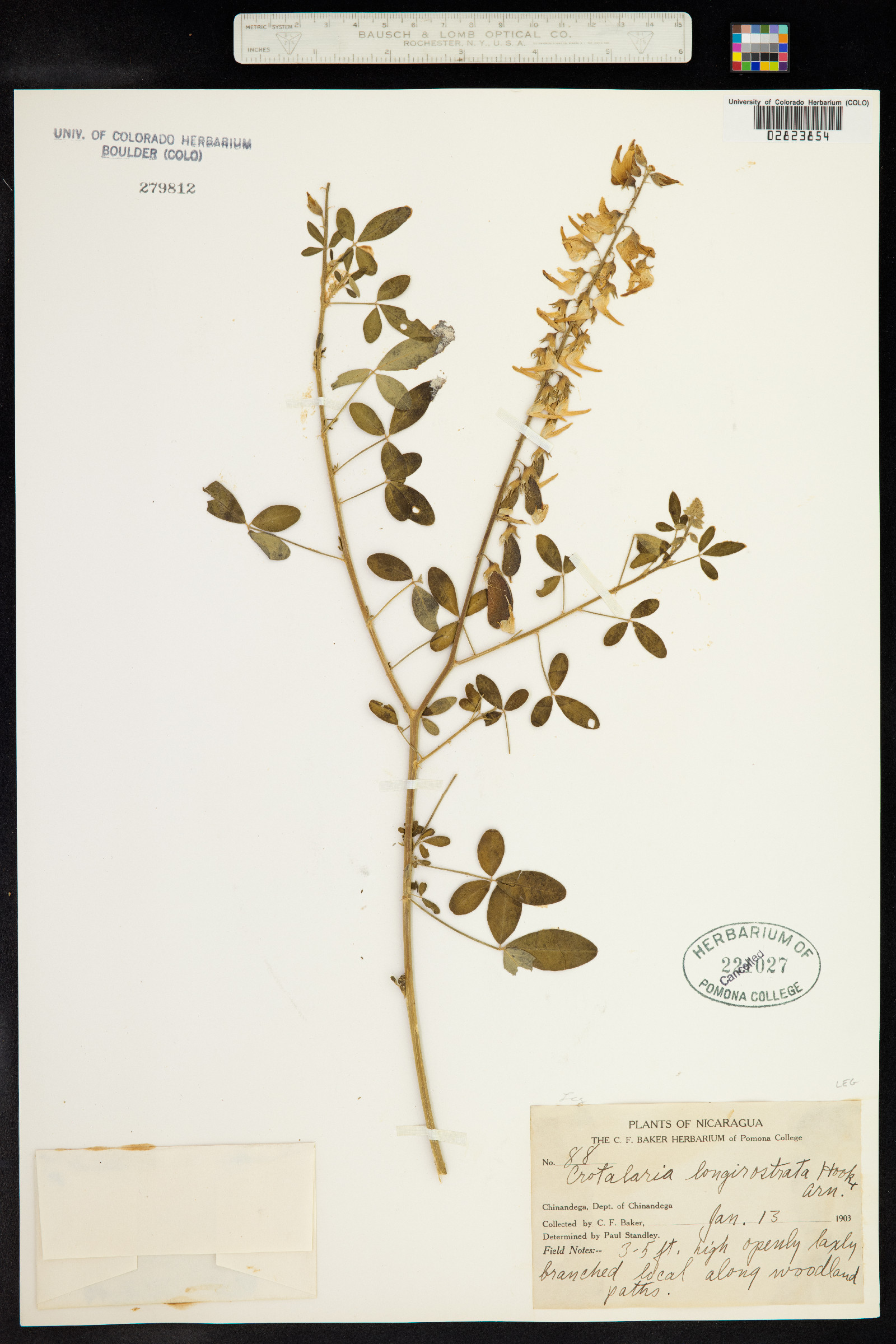 Crotalaria longirostrata image