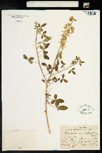 Crotalaria longirostrata image