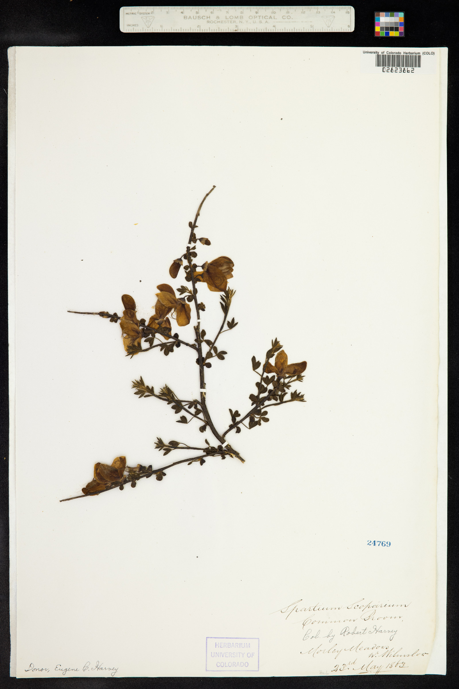 Cytisus scoparius image