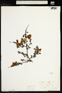 Cytisus scoparius image