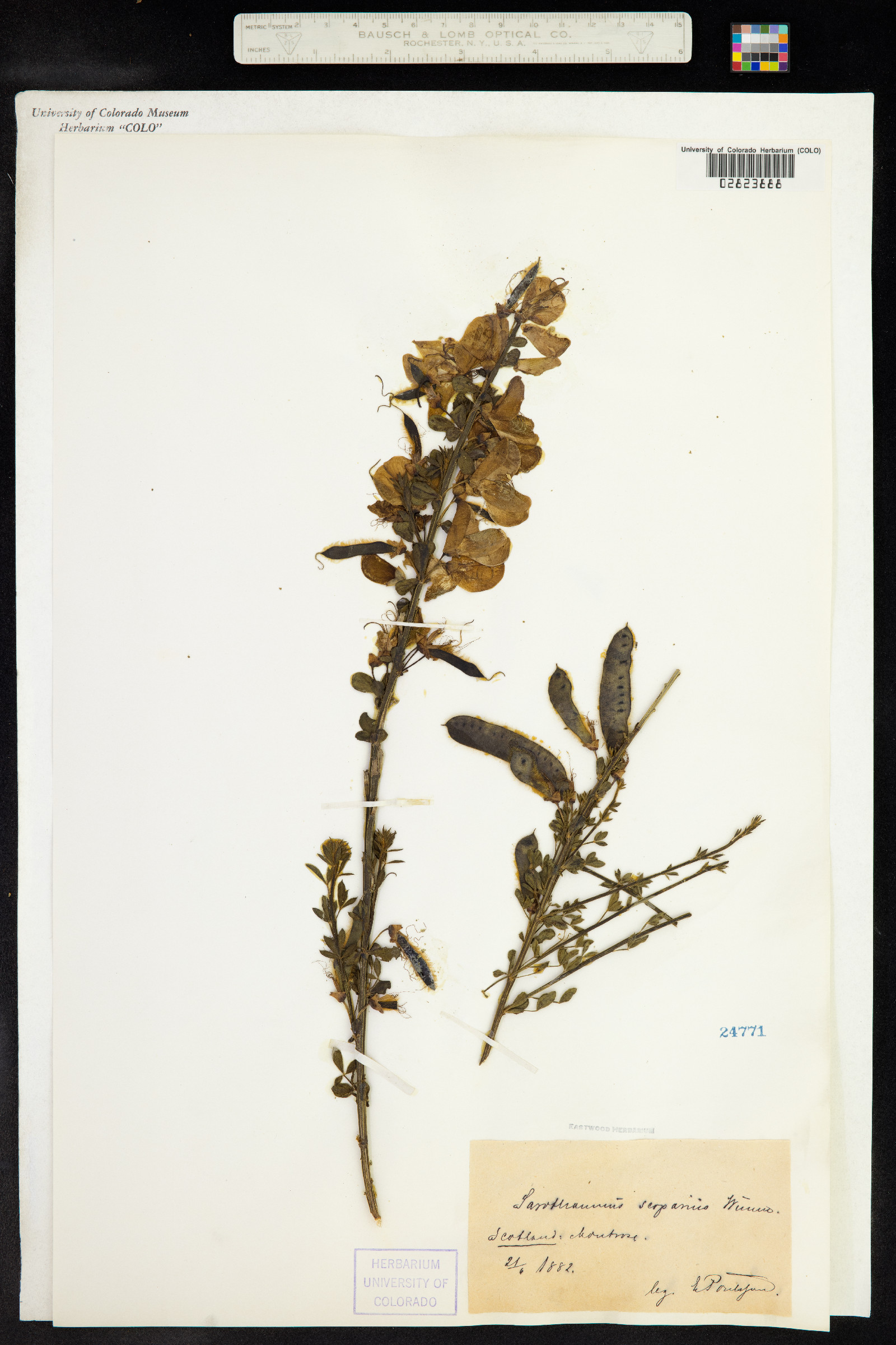 Cytisus scoparius image