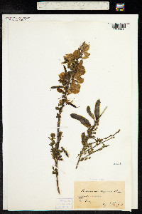 Cytisus scoparius image