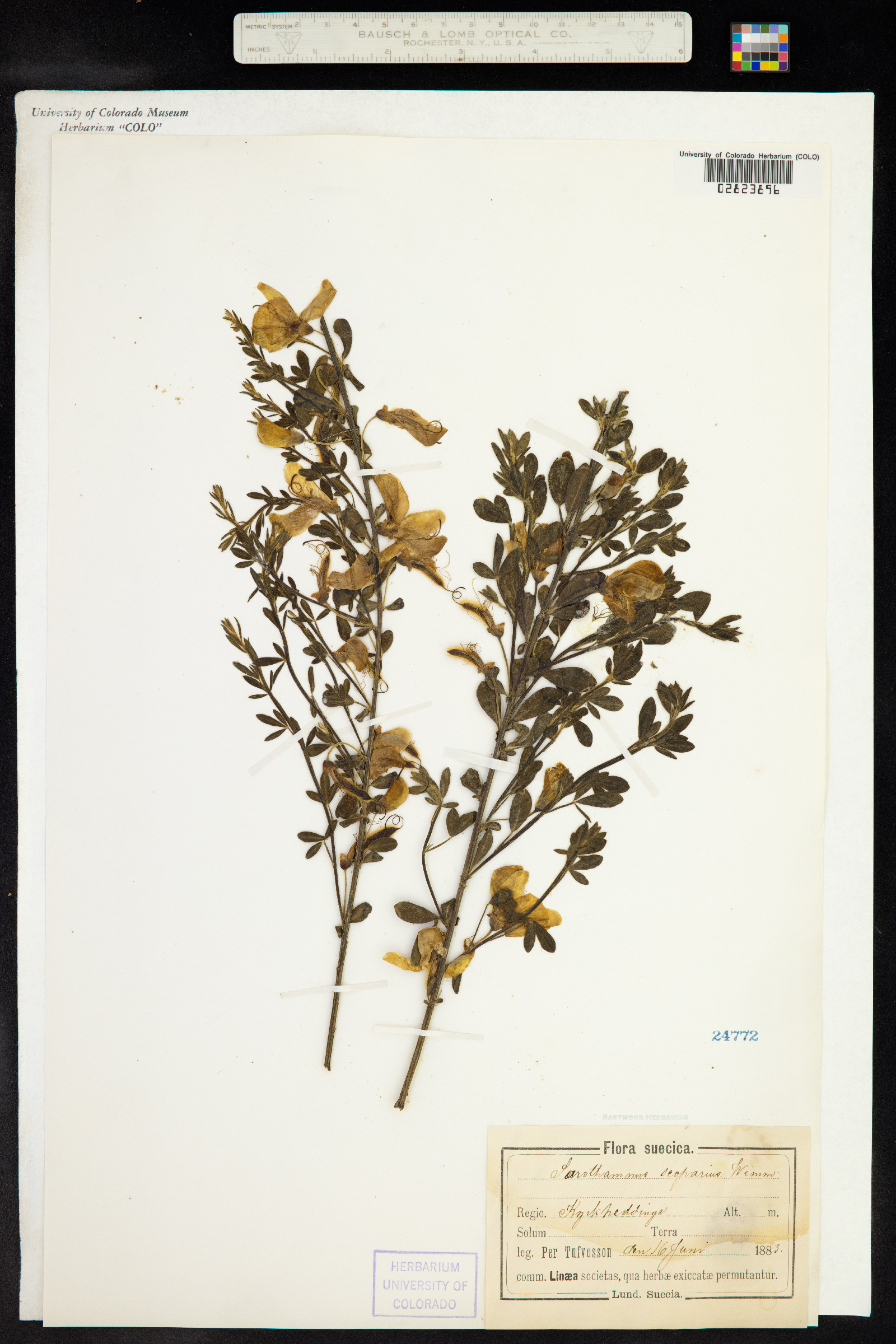 Cytisus image