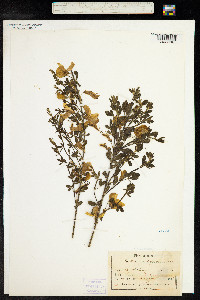 Cytisus scoparius image