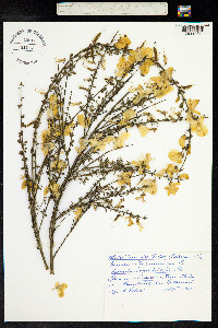 Cytisus scoparius image