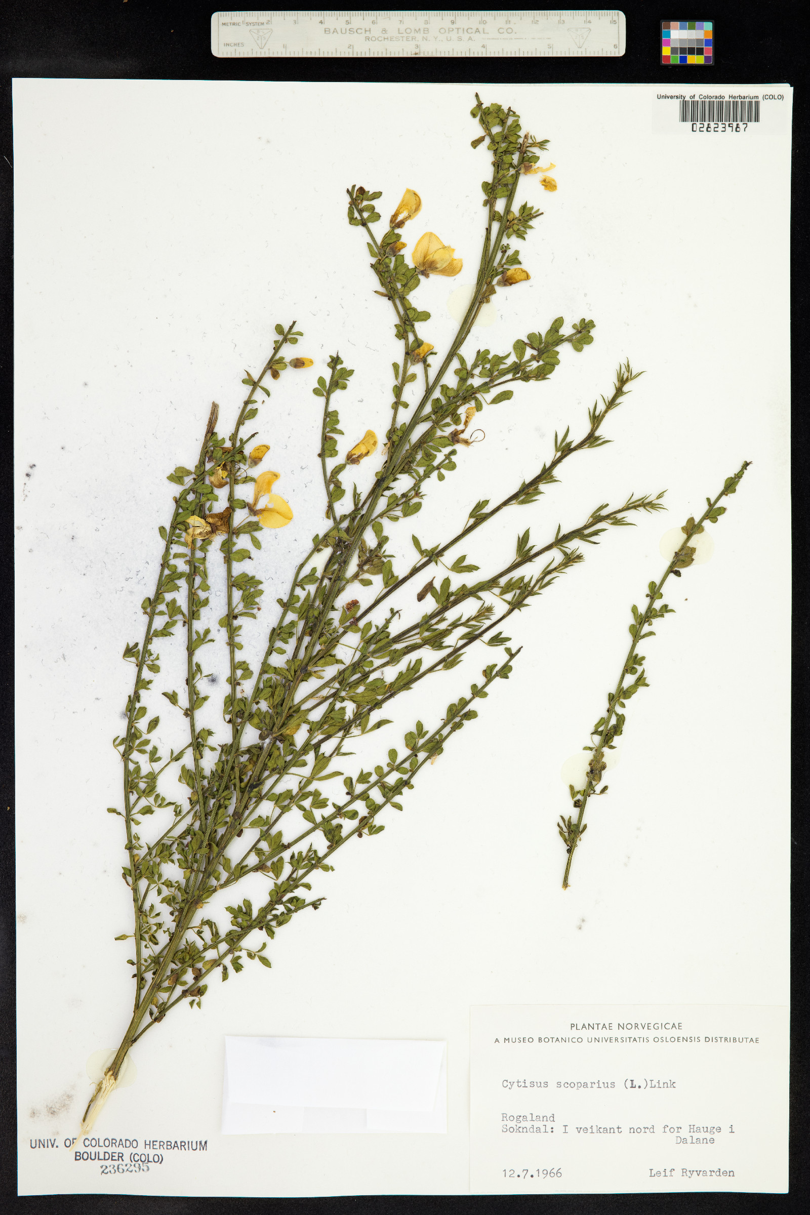 Cytisus image