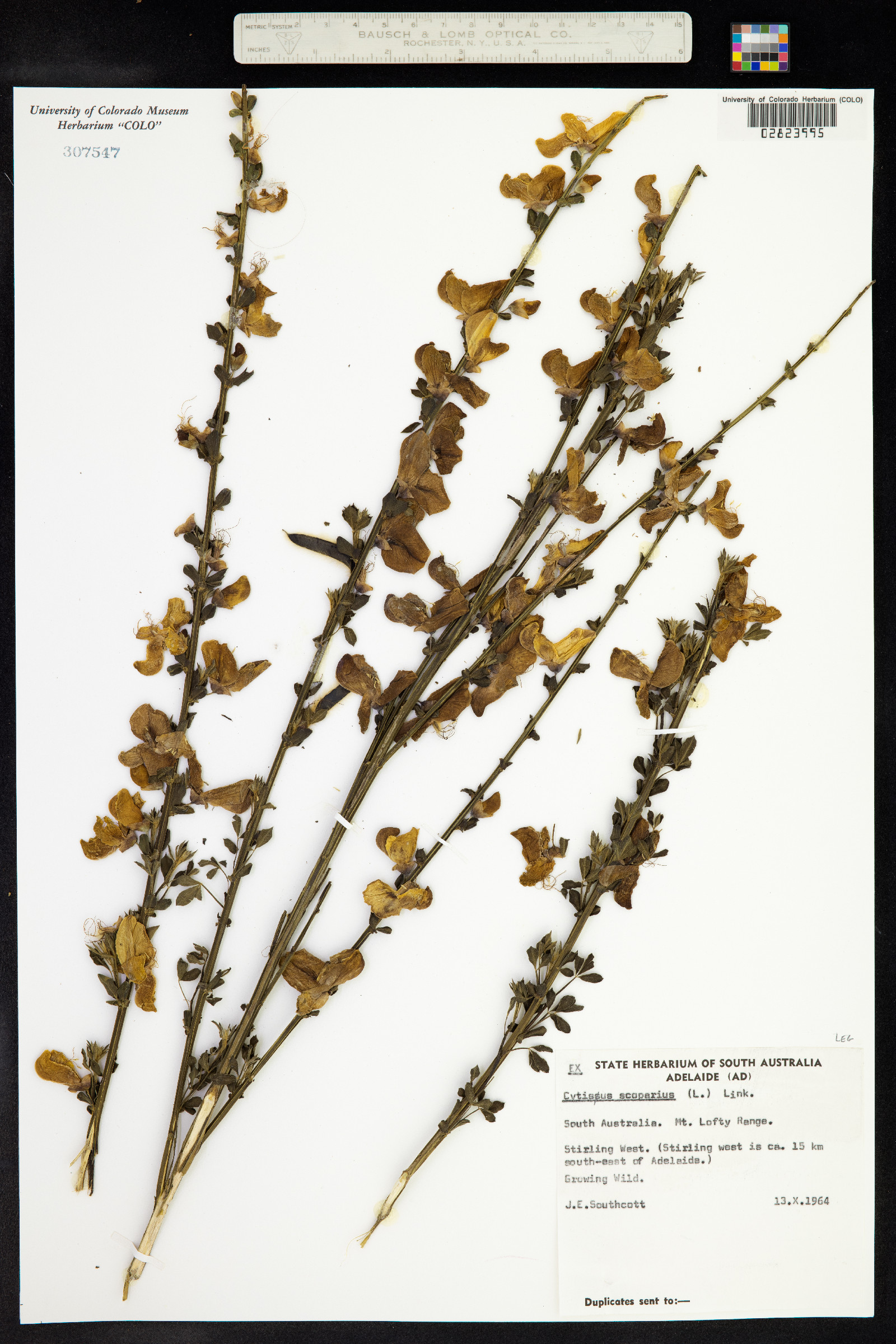 Cytisus scoparius image