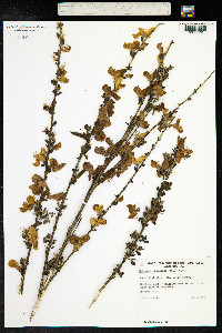 Cytisus scoparius image