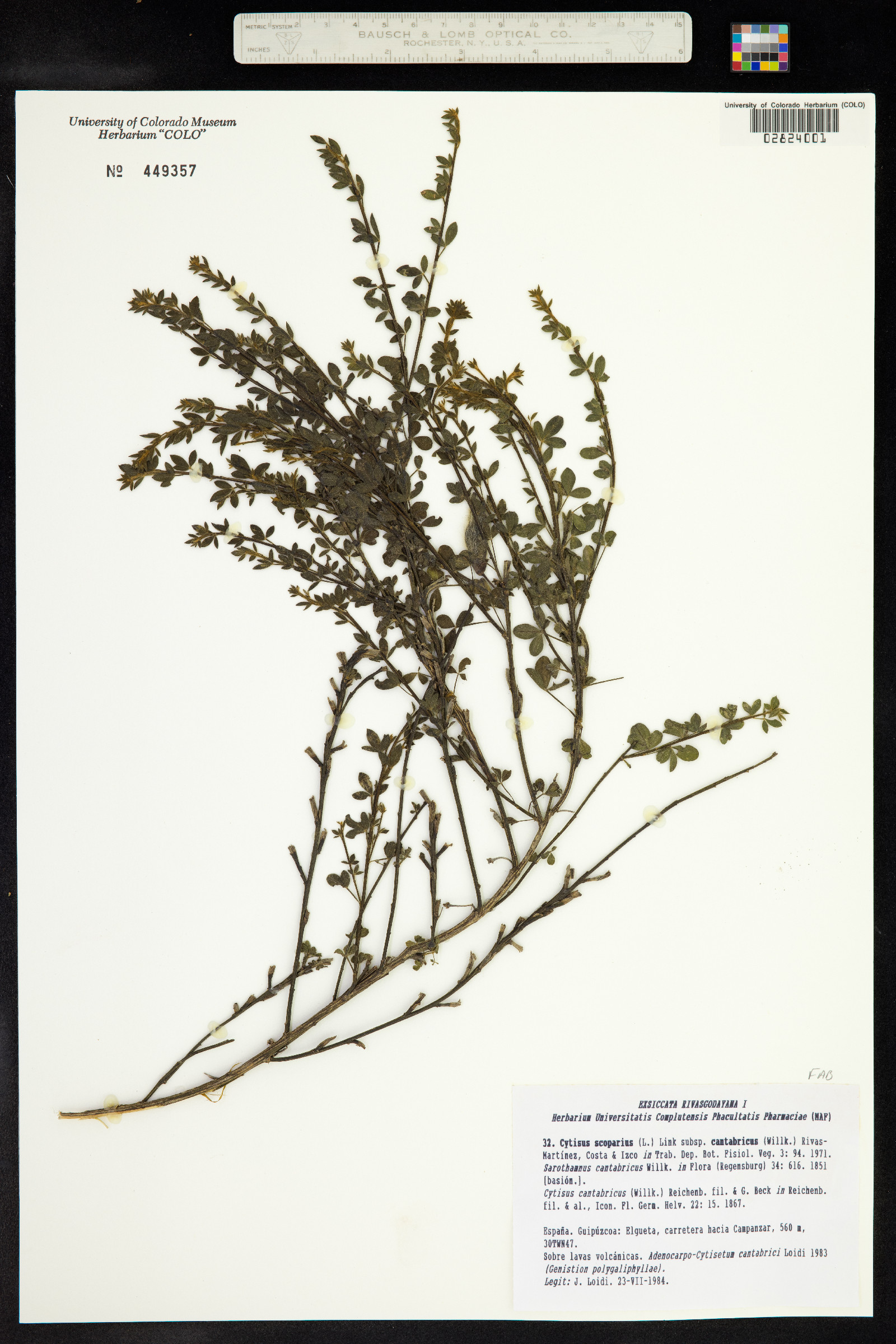 Cytisus image