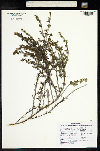 Cytisus scoparius image