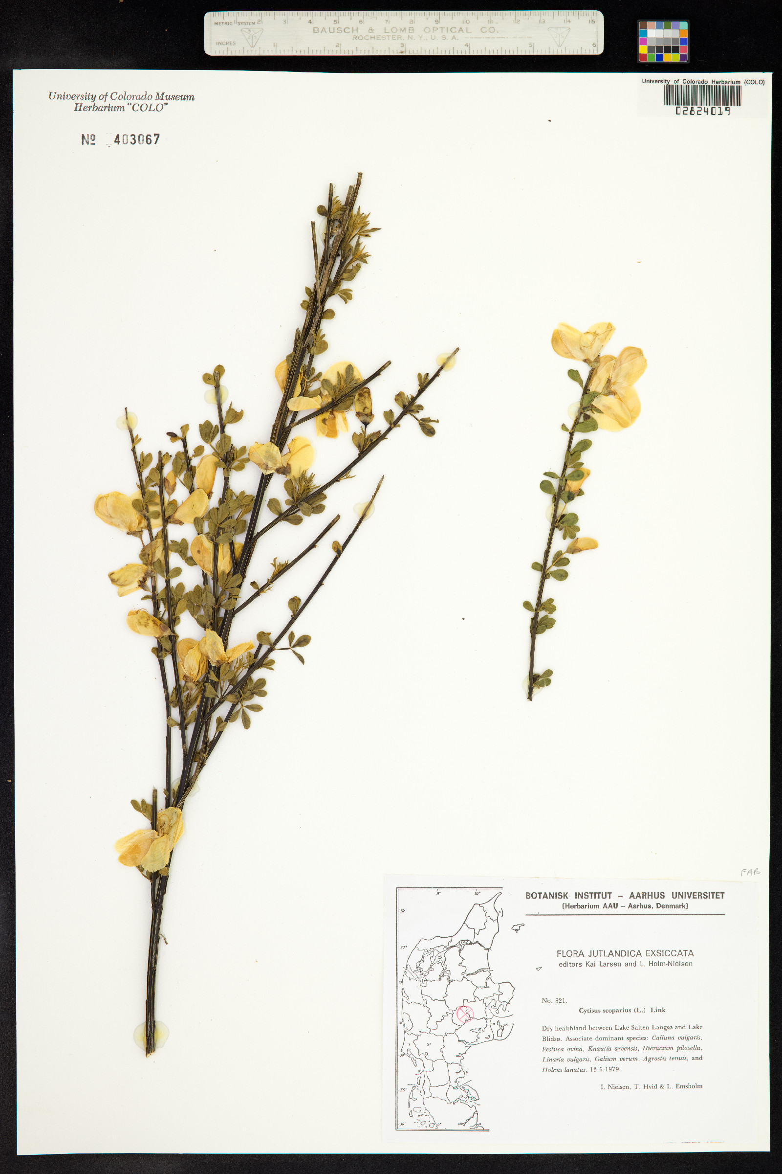 Cytisus image