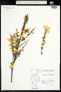 Cytisus scoparius image