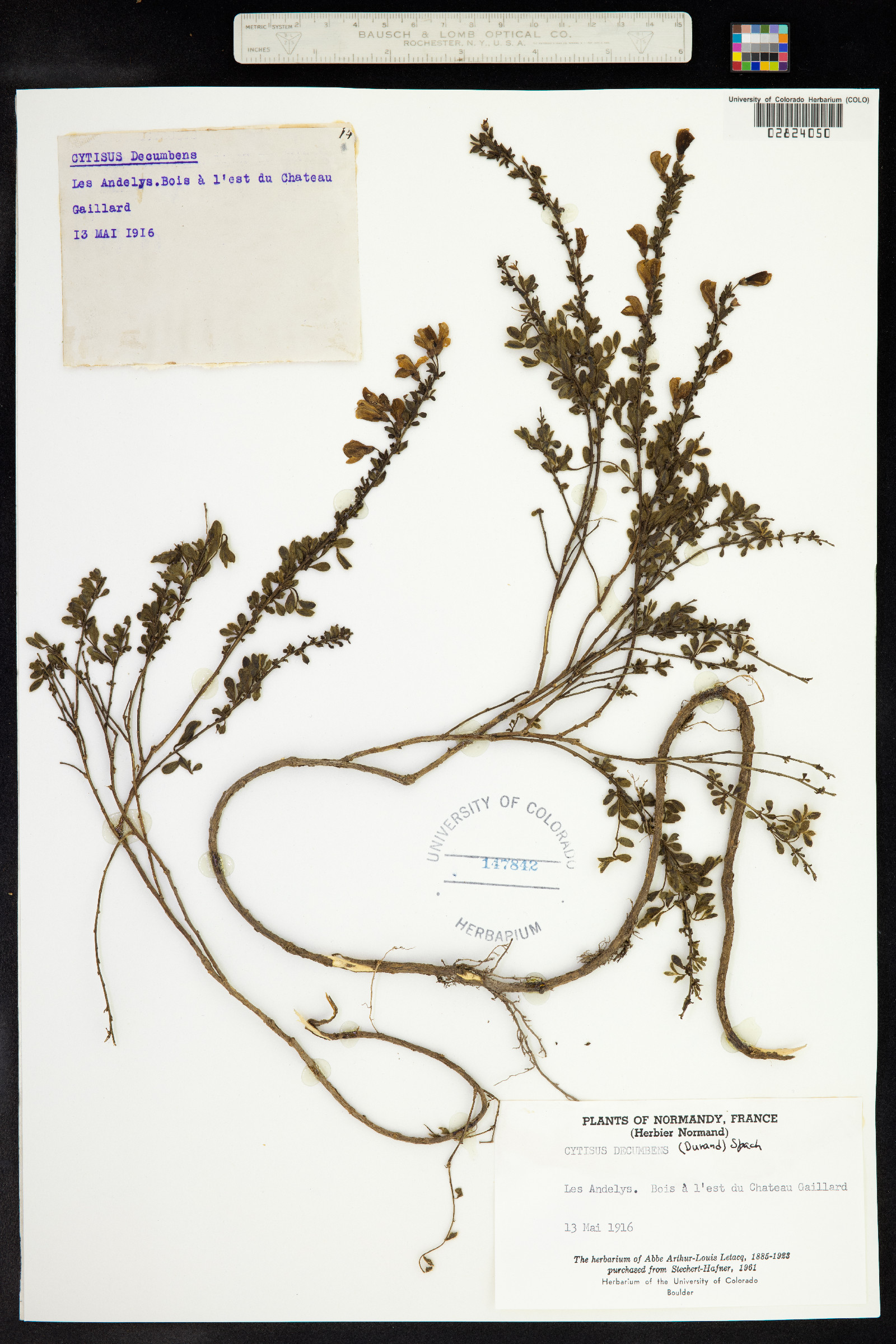 Cytisus decumbens image