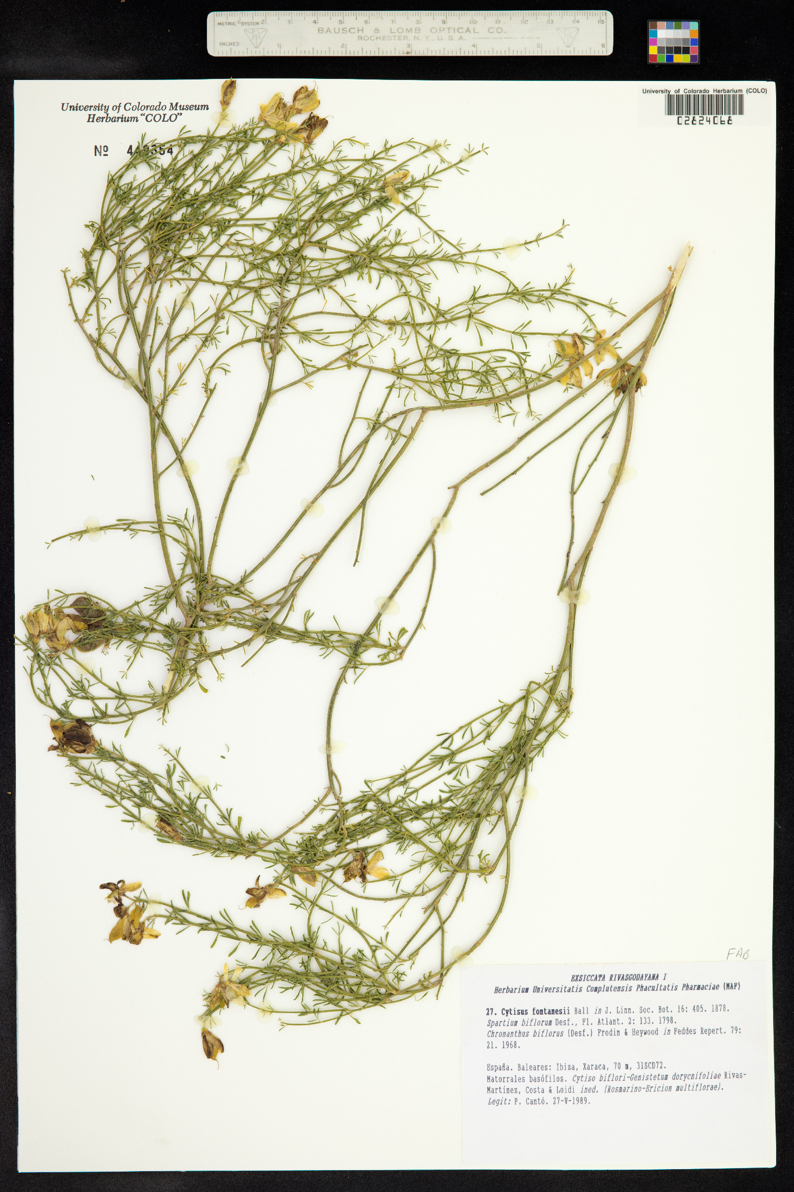 Cytisus fontanesii image