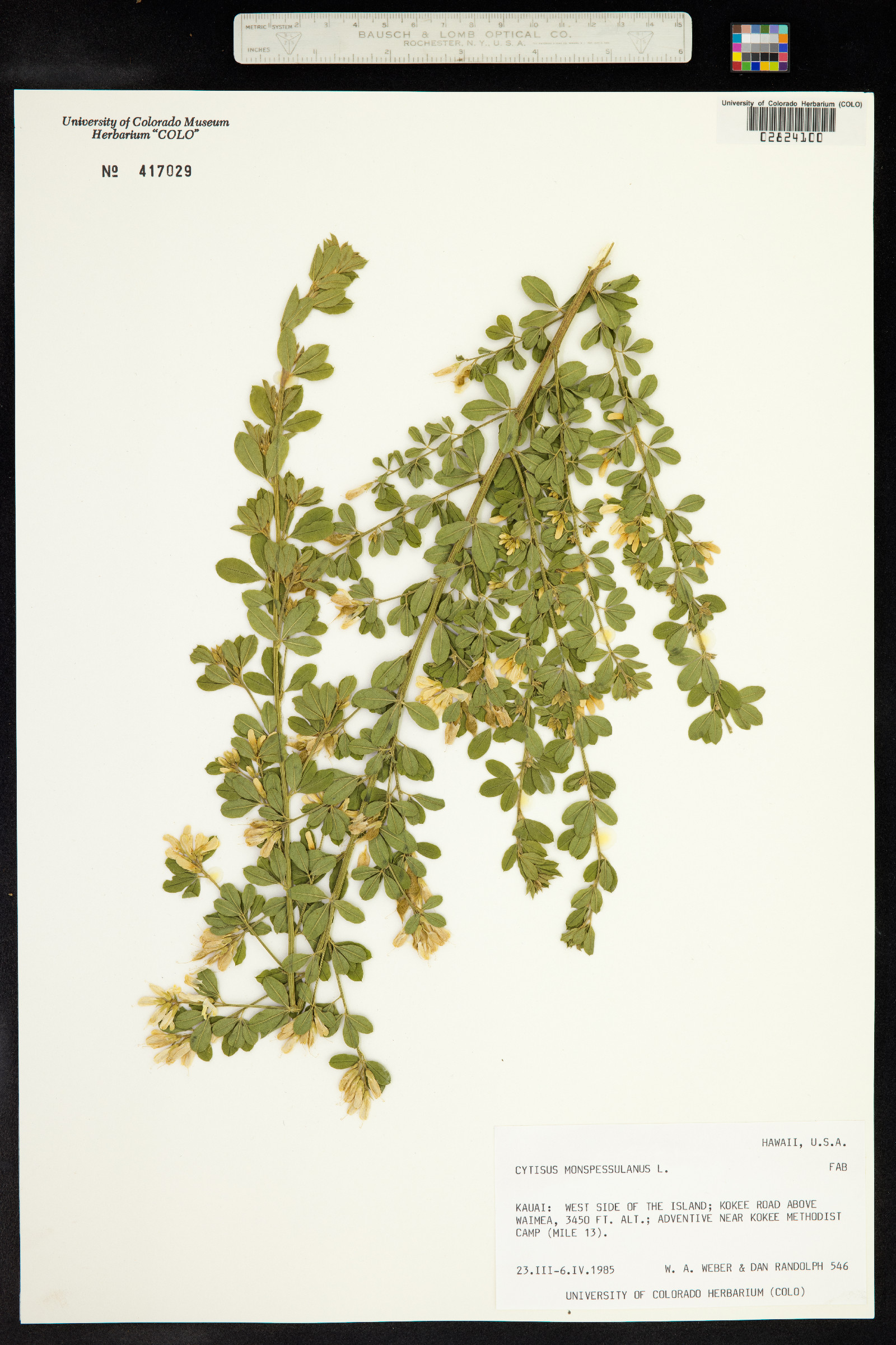 Genista monspessulana image