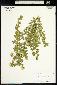 Genista monspessulana image