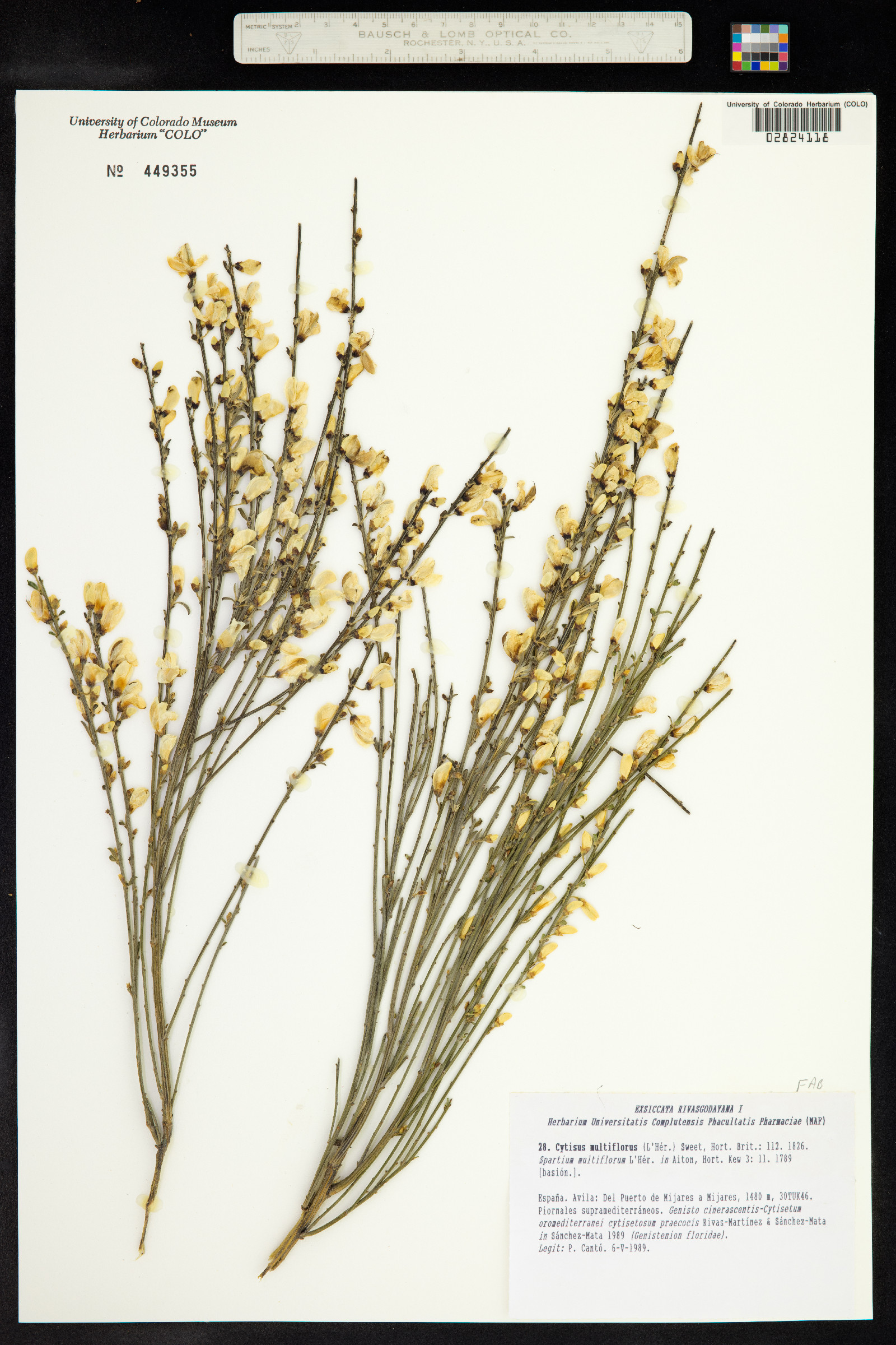 Cytisus multiflorus image