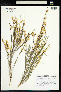 Cytisus multiflorus image