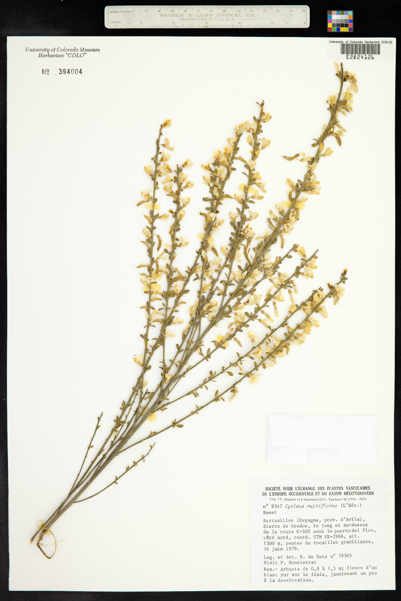 Cytisus multiflorus image