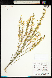 Cytisus multiflorus image