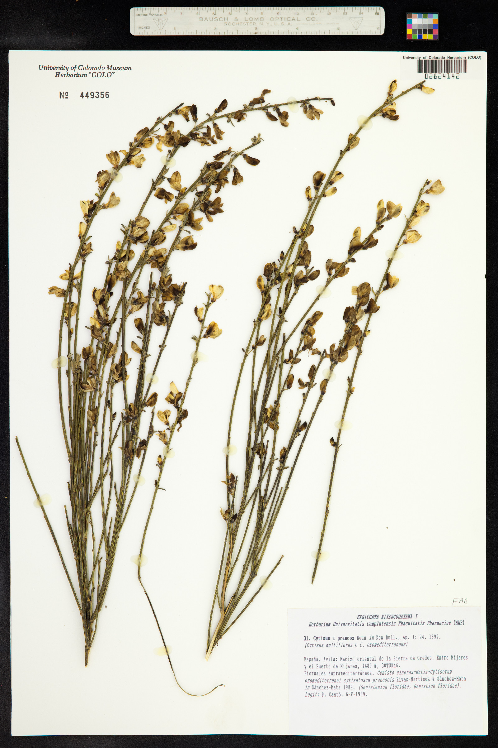 Cytisus praecox image