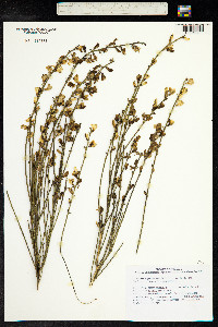 Cytisus praecox image