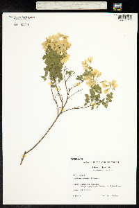 Cytisophyllum sessilifolius image