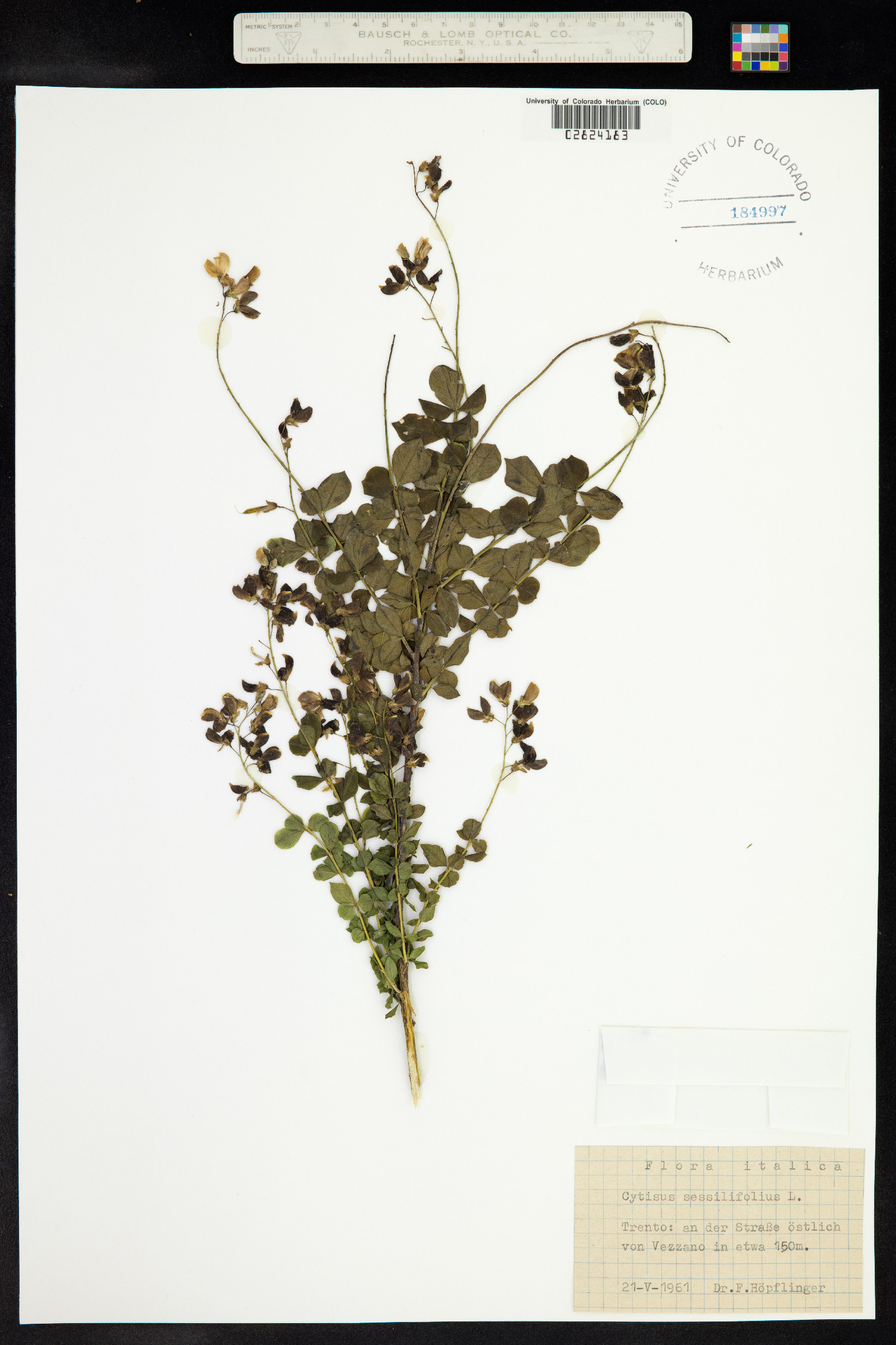 Cytisophyllum sessilifolius image