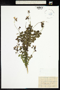 Cytisophyllum sessilifolius image