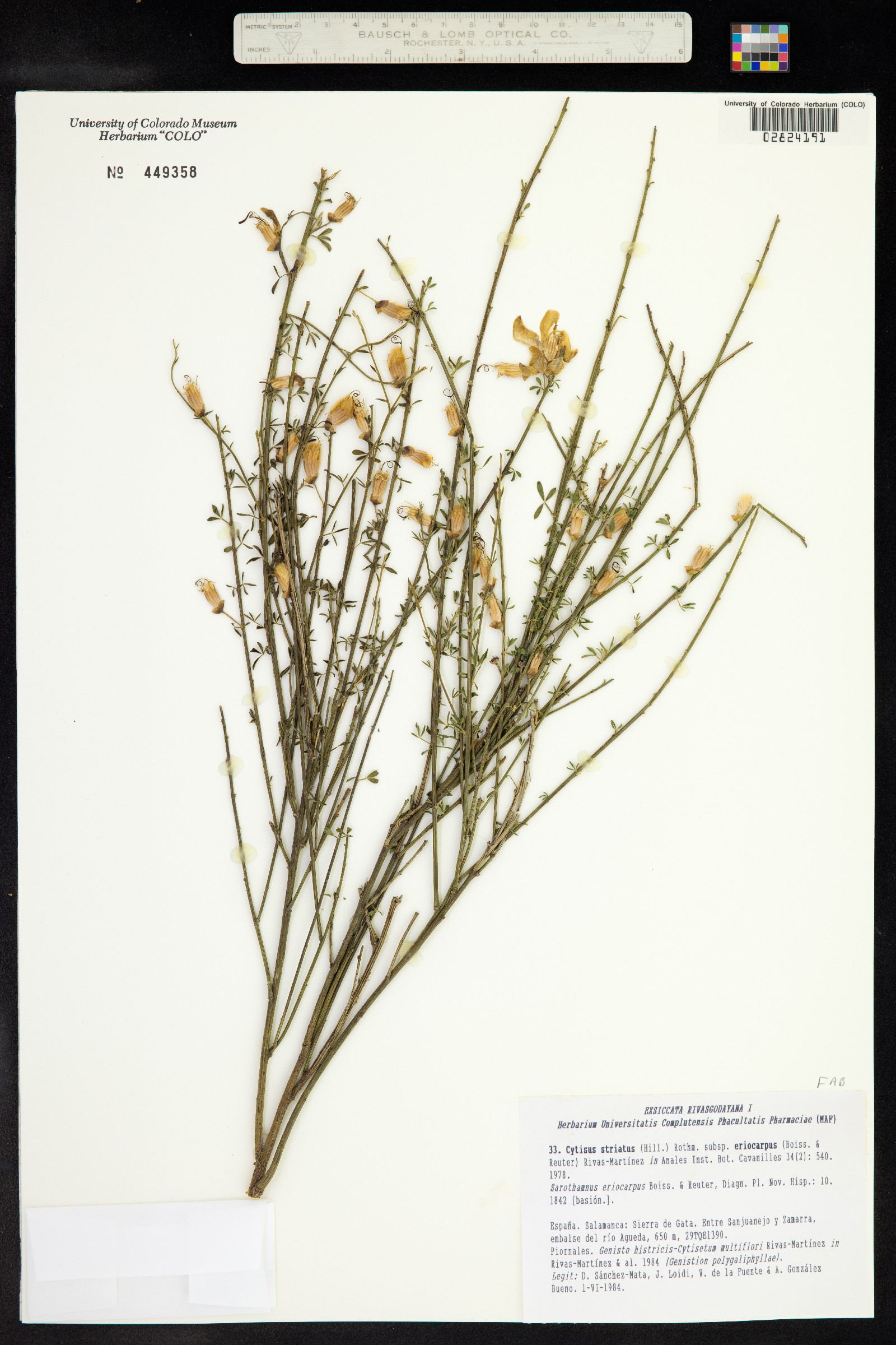 Cytisus striatus image