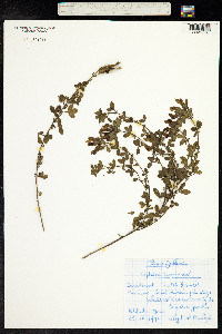 Chamaecytisus supinus image