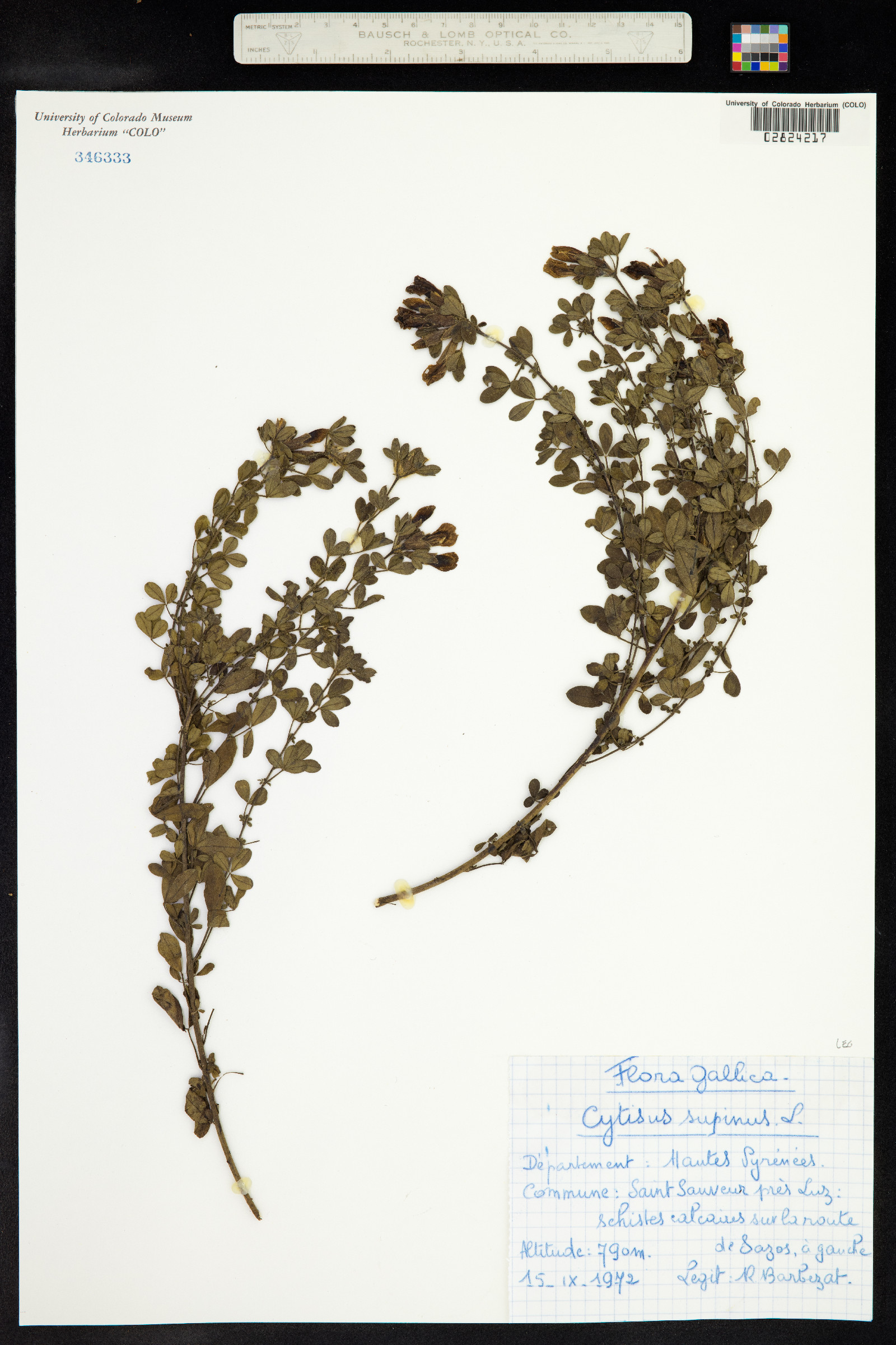 Chamaecytisus supinus image