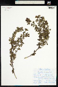 Chamaecytisus supinus image