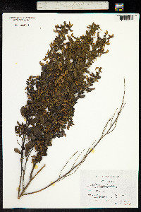 Image of Cytisus villosus