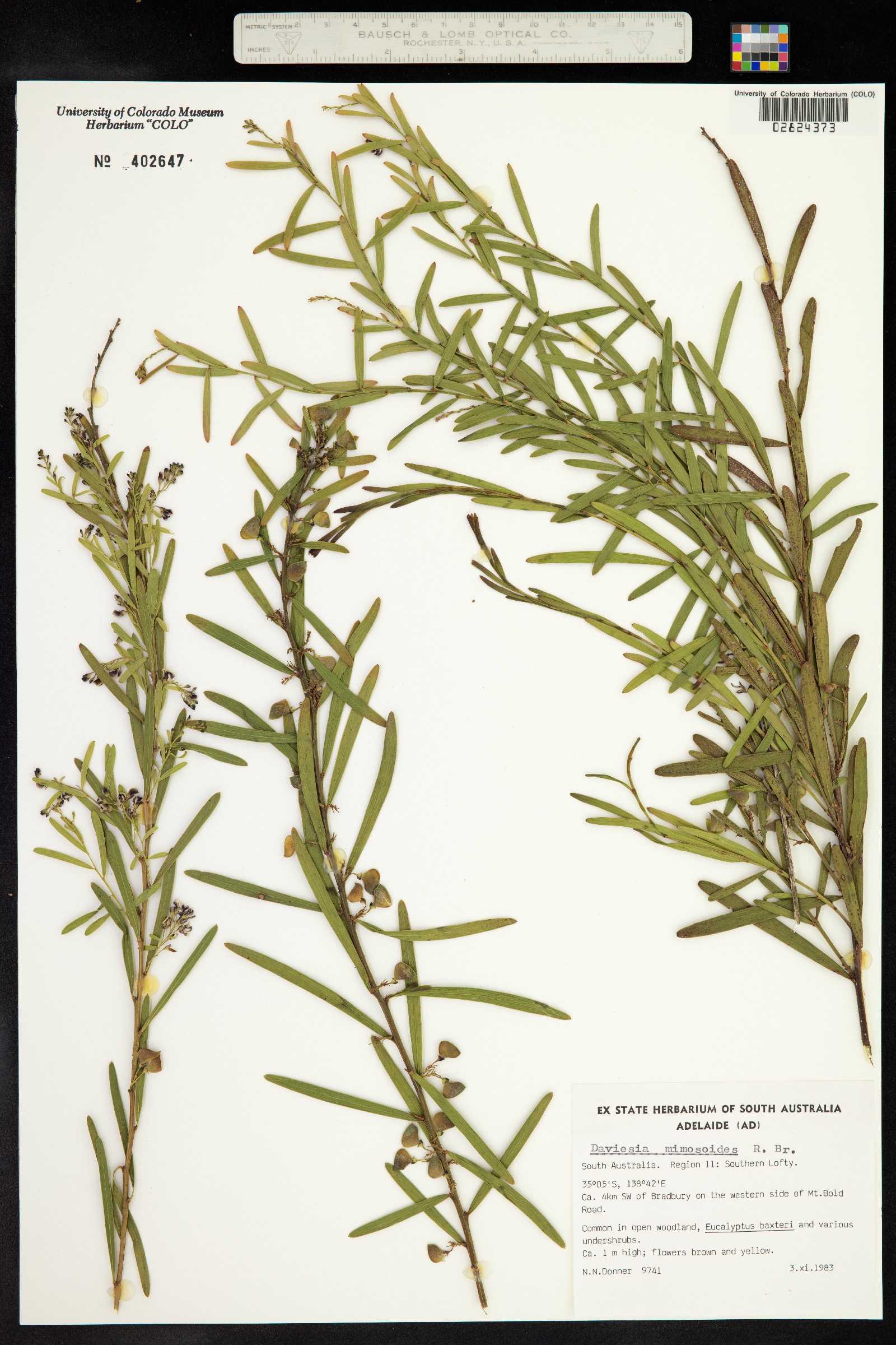 Daviesia mimosoides image
