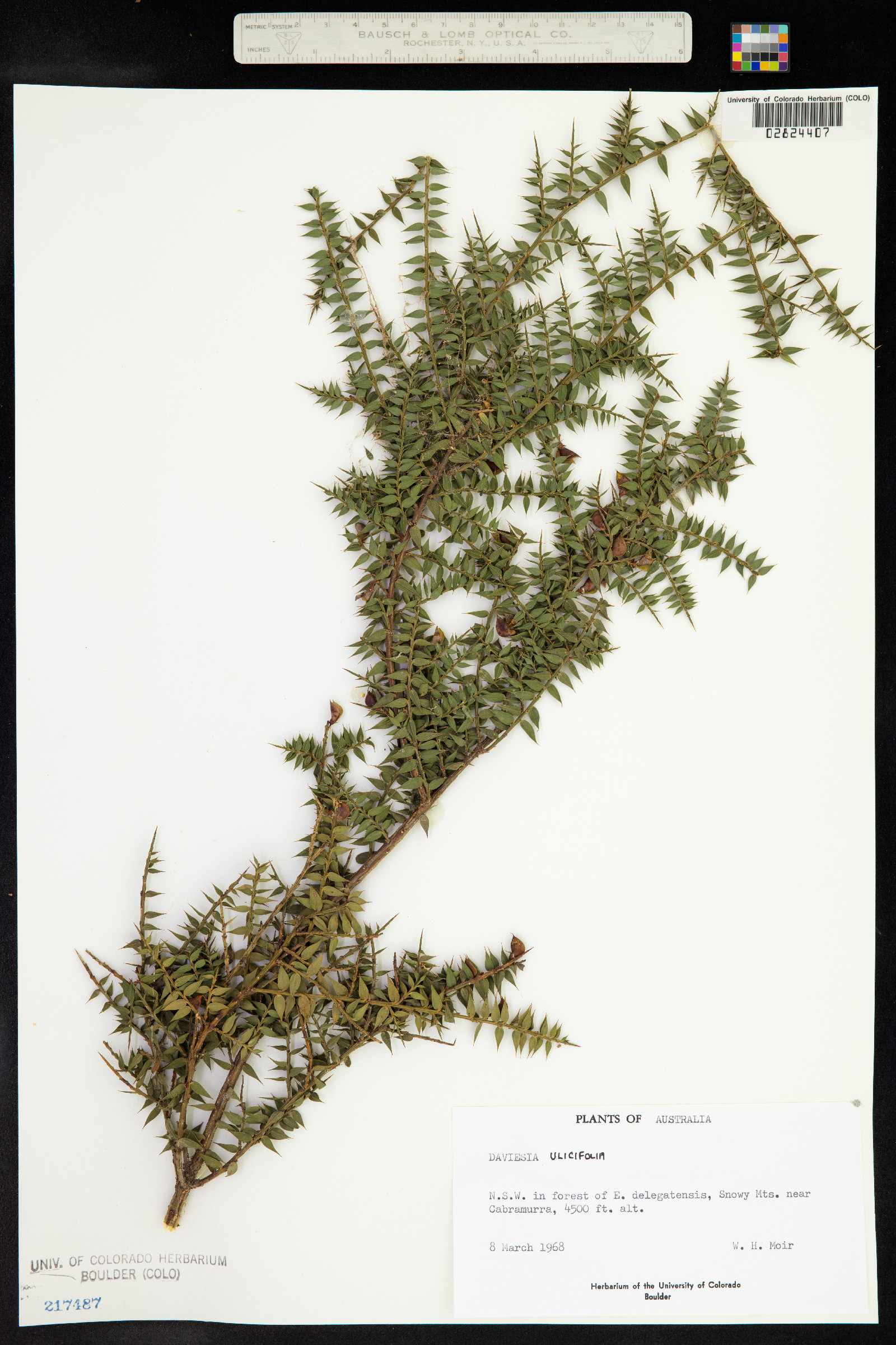 Daviesia ulicifolia image